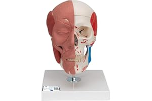 3B Scientific A300 Skull with Facial Musculature - 3B Smart Anatomy