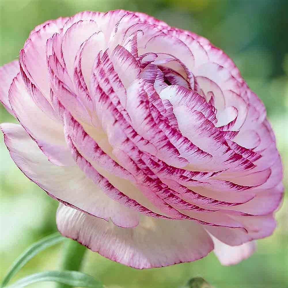 Ranunculus Picotee Pink Flower Corms/Bulbs. Beautiful Hardy Colourful Flowers. (10)