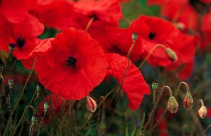 Amazon Co Jp 50 000種 ケシrhoeas レッドフィールドポピー フランダースポピー 種々の量 アニュアル ホーム キッチン