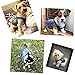 SILD Pet Clothes Dog Jeans Jacket Cool Blue Denim Coat Small Medium Dogs Lapel Vests Classic Hoodies Puppy Blue Vintage Washed Clothes