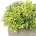 Velener Mini Plastic Artificial Pine Ball Topiary Plant with Pots for Home Decor (Green Clover)