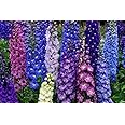 Delphinium Seed, 50+ Seeds, Giant Imperial Mix, Striking Mixed Colors
