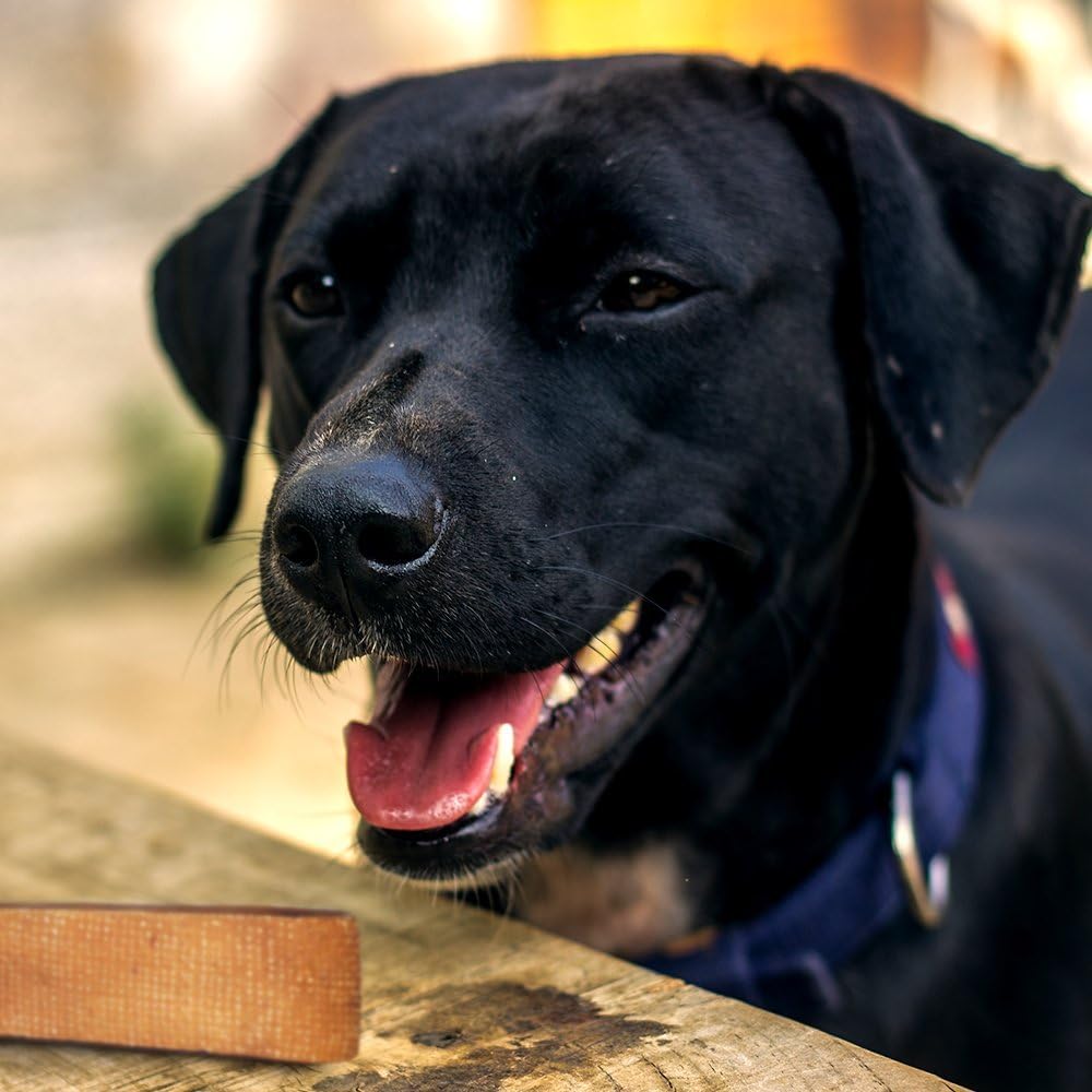 yakers dog chew extra large