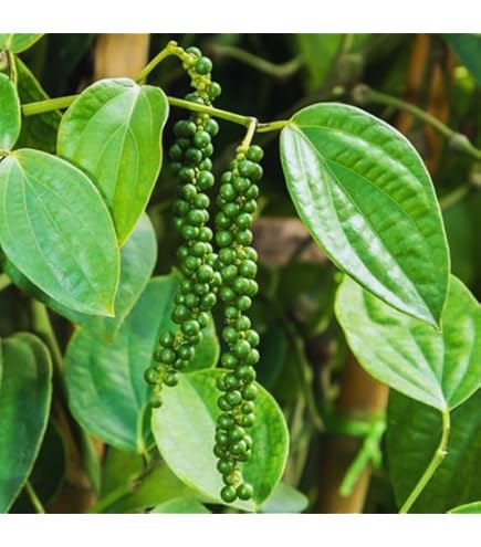 Alligator Pepper Tree