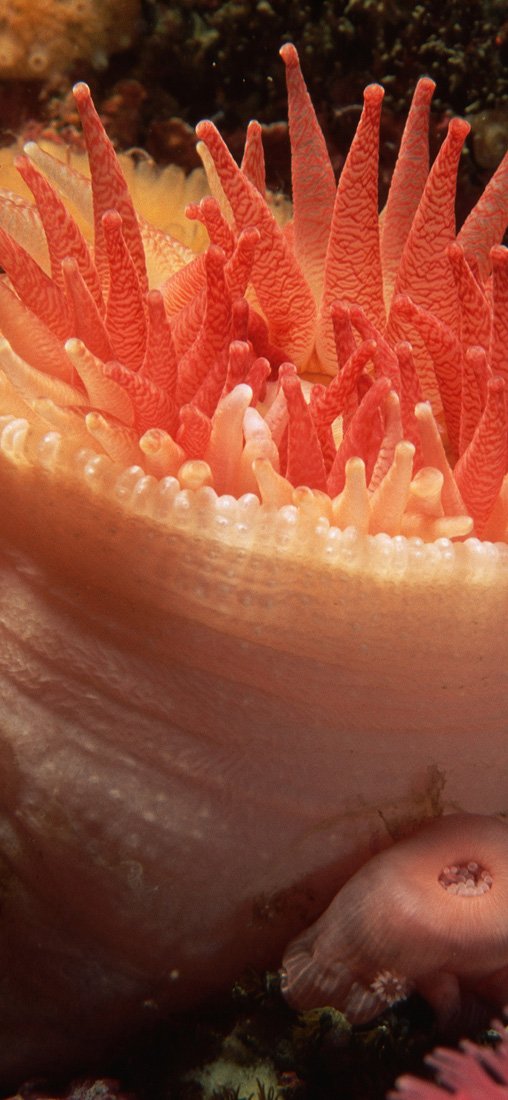 PeelitStickit Underwater, Undersea Wall Murals, ID-131, vinyl