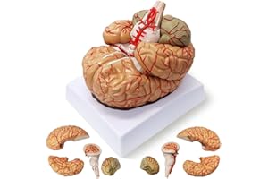 HADWYN Human Brain Model Anatomy 9-Part Model of Brain Life Size Human Brain Anatomical Model Brain w/Labels & Display Base Color-Coded Teaching Tool Brain Model for Science Classroom Study Display