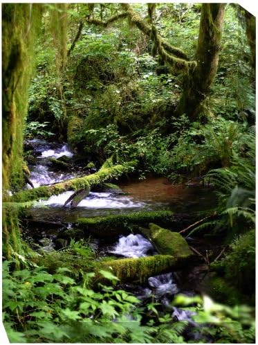 West of the Wind All-Weather Art Print, 30 by 40-Inch, Forest Stream