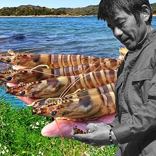 Amazon えび 車海老 特大 3l 250g 5尾入 活〆生冷凍 車エビ 匠の車えび クルマエビ 刺身 熊本県天草産 丸山えび 養殖場 ノーブランド品 エビ 通販