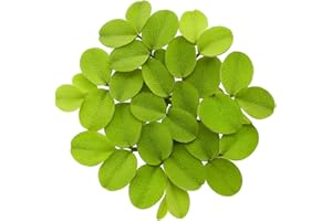 AWESOME AQUATIC Salvinia Minima 50 + Leaves Live Floating Pond Aquarium Plant Freshwater Tanks Ponds Aquascapes Water Gardens Natural Water Filtration Purifier Easy Care Fast Growing Natural Shade Cover Betta Shrimp