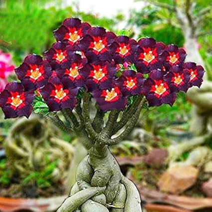 Amazon Com Rare Rare Brown Black Adenium Desert Rose With Fire Red Heart Flower 2 Seeds Bonsai Compact Single Petal Flowers 959 Garden Outdoor