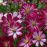 Park Seed Cosmo Flower Plant Seeds, Easy to