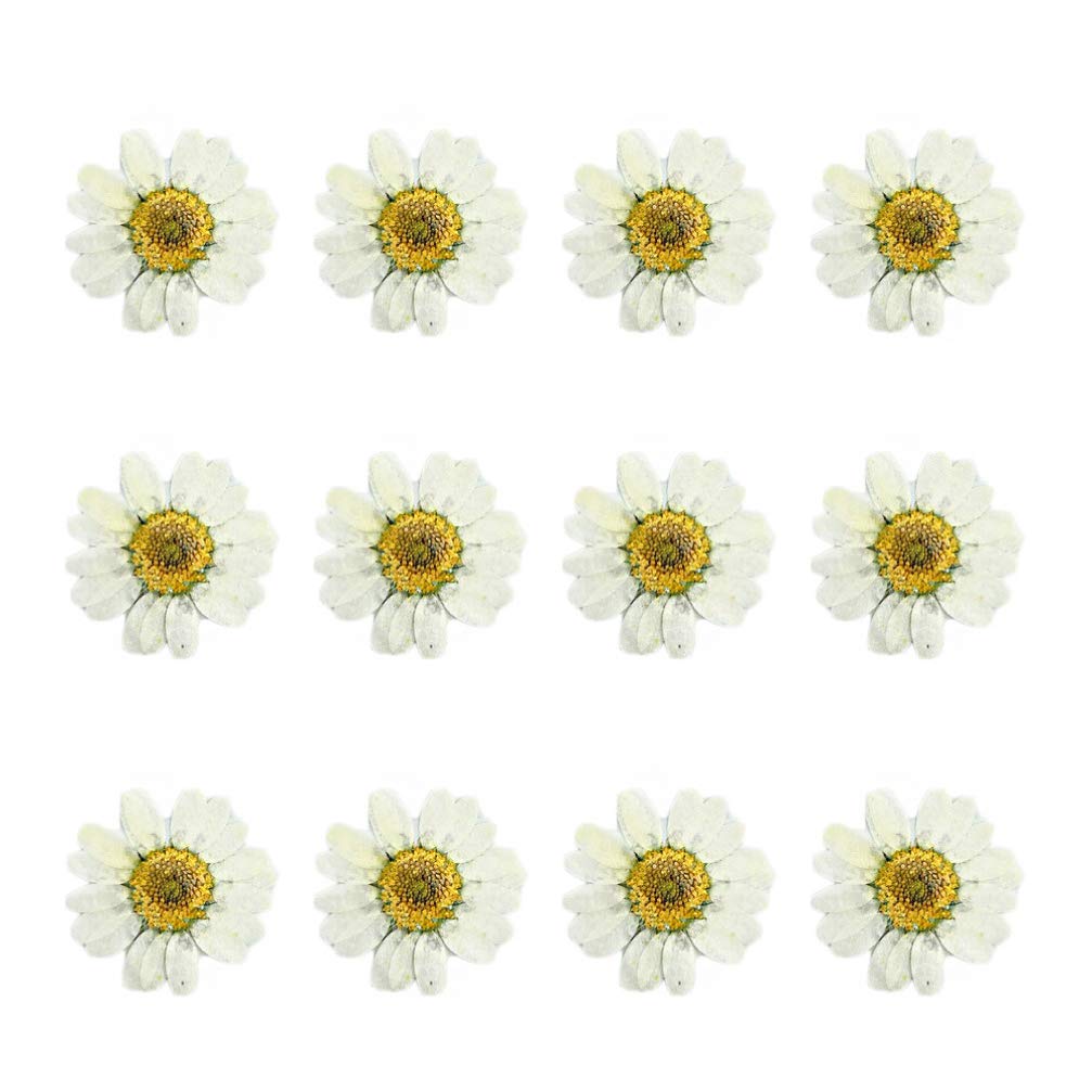 EXCEART Dried Daisy Flowers for Resin Diy Crafts 12Pcs Mini Flat Pressed White Daisies for Jewelry Making Nail Art Decoration