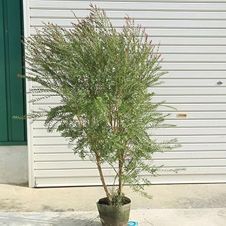 Amazon 庭木 メラレウカ メラリュウカ レッドジェム 特大株 植木 Amazon 庭木 メラレウカ メラリュウカ レッドジェム 特大株 植木
