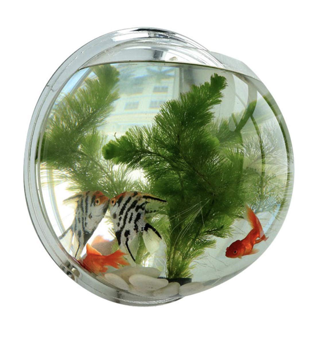 Buy Cios Wall Mounted Acrylic Beta Fish Tank 6 Inch 15 Cms