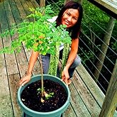 10pcs/Bag Moringa Flores Edible Plante Seed Potted Moringa Tree plantas Plant for Home and Garden