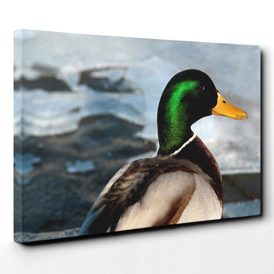Mallard Duck Canvas Print | Gallery Wrapped 30mm Frame Wall Art | 20x14 inches | Ready to Hang | Modern Bird Picture | Living Room Bedroom Lounge Office