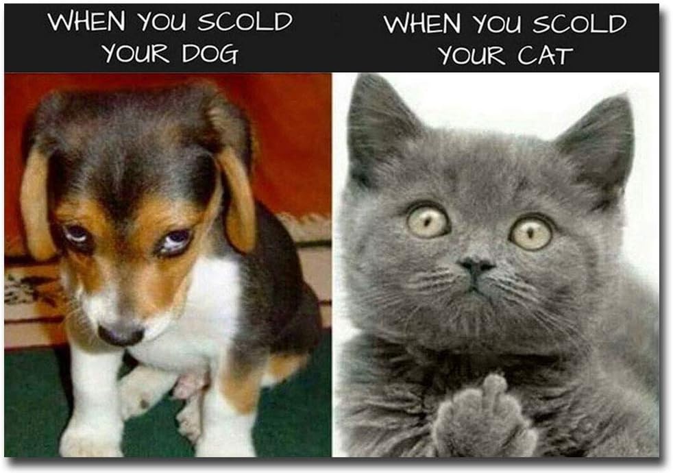funny cat and dog pics