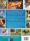 Image de Canine Behavior: A Photo Illustrated Handbook