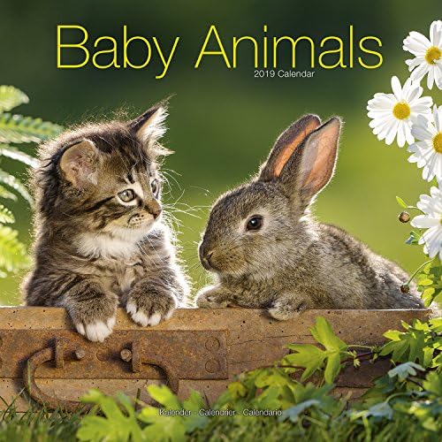Cute Animal Calendar - Cute Animals Wall Calendar - Baby Animals Calendar - Calendars 2018 - 2019 Wall Calendars - Baby Animals 16 Month Wall Calendar by Avonside Calendar – Wall Calendar, July 6, 2018