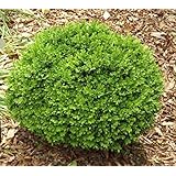 True Dwarf English Boxwood ( buxus ) - Live Plant - 1 Gallon Pot