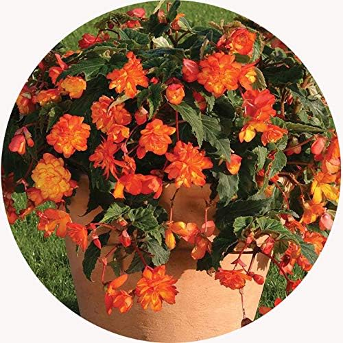 JPD Plants Begonia Apricot Sparkle Bedding Plants (12)