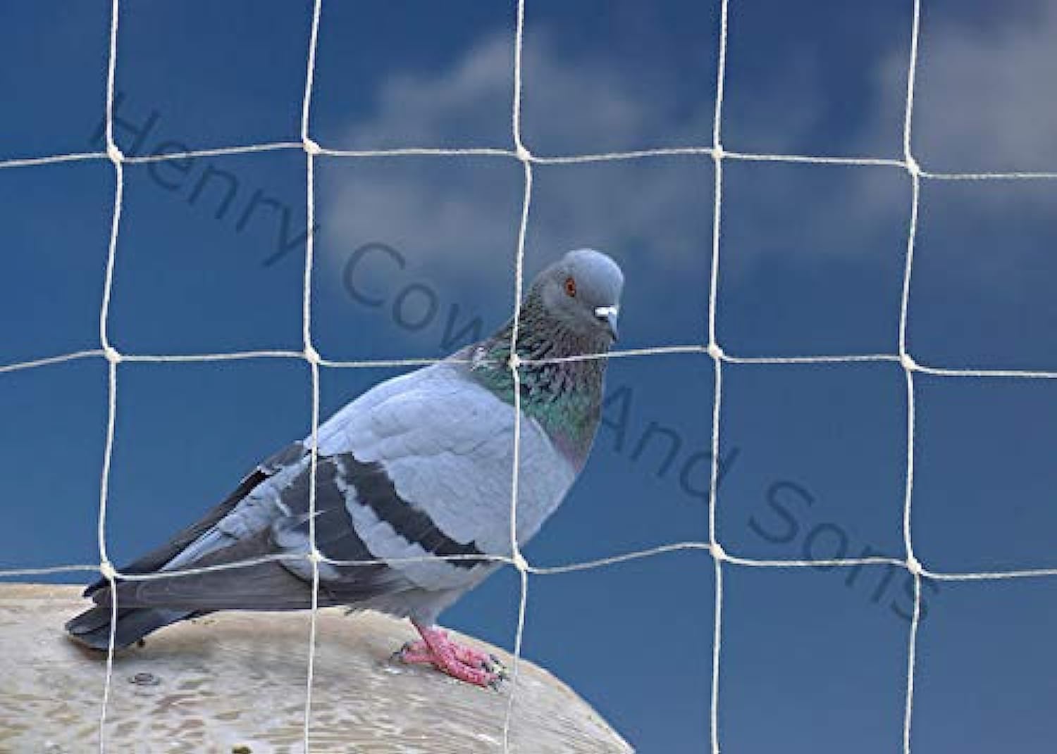 Bird Netting For the Garden 5m x 5m 50mm 2" Anti Pigeon Knotted Mesh Heavy Duty White Net Protection
