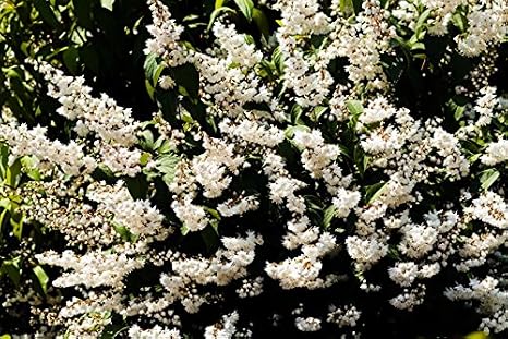 Deutzia Scabra Fuzzy Deutzia 1 2ft Tall In 2l Pot With Showy White Flowers 3fatpigs Amazon Co Uk Garden Outdoors