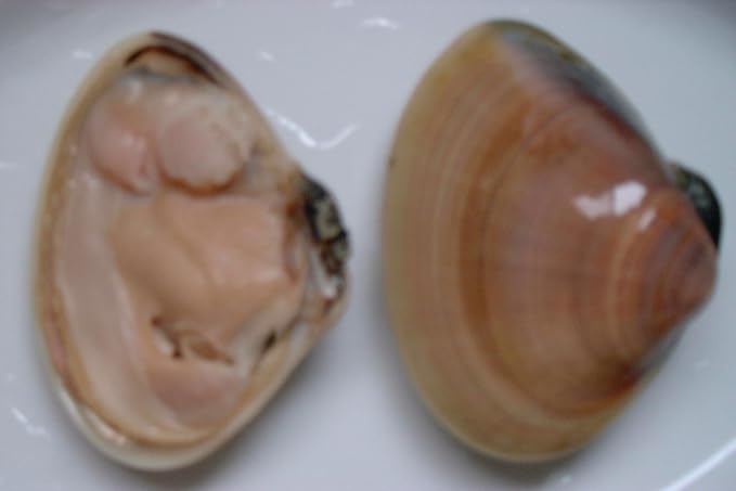Amazon 活ハマグリ５ ６個 1kg 千葉県産か三重県産 グッドフィッシュ築地 鮮魚 通販
