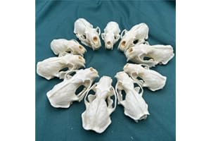CLLOEAT Taxidermy Real Mink Skull Animals Skulls, Real Bones Specimen, Taxidermy Supplies for Science Education, Special Gift, DIY Home&Office Decor (10)