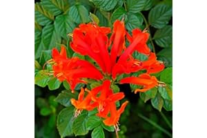 YOKEBOM Fragrant Cape Honeysuckle Bush Climbing, Honeysuckle Plant Live Vine, Lonicera Perennial Honeysuckle Plants Bushes Shrubs, from 4 Inch Tall