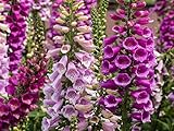 Foxglove Digitalis Giant Mix Seeds Flowers