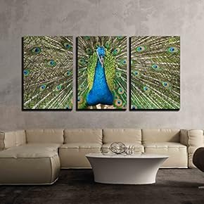 3 Piece Canvas Wall Art - Portrait of Peacock with Feathers Out - Modern Home Art Stretched and Framed Ready to Hang - 16"x24"x3 Panels