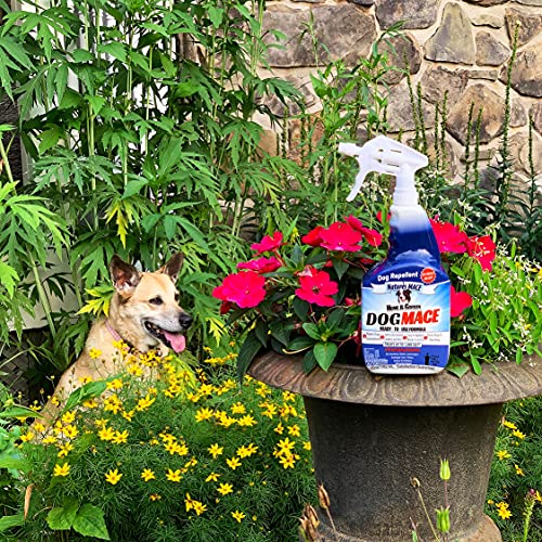 Nature's Mace Dog Repellent 40oz Spray/Treats 1,000 Sq. Ft. / Keep Dogs Out of Your Lawn and