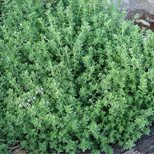 Thyme citriodorus Lemon herb Plant Flowers Summer Loved by Bees Ground