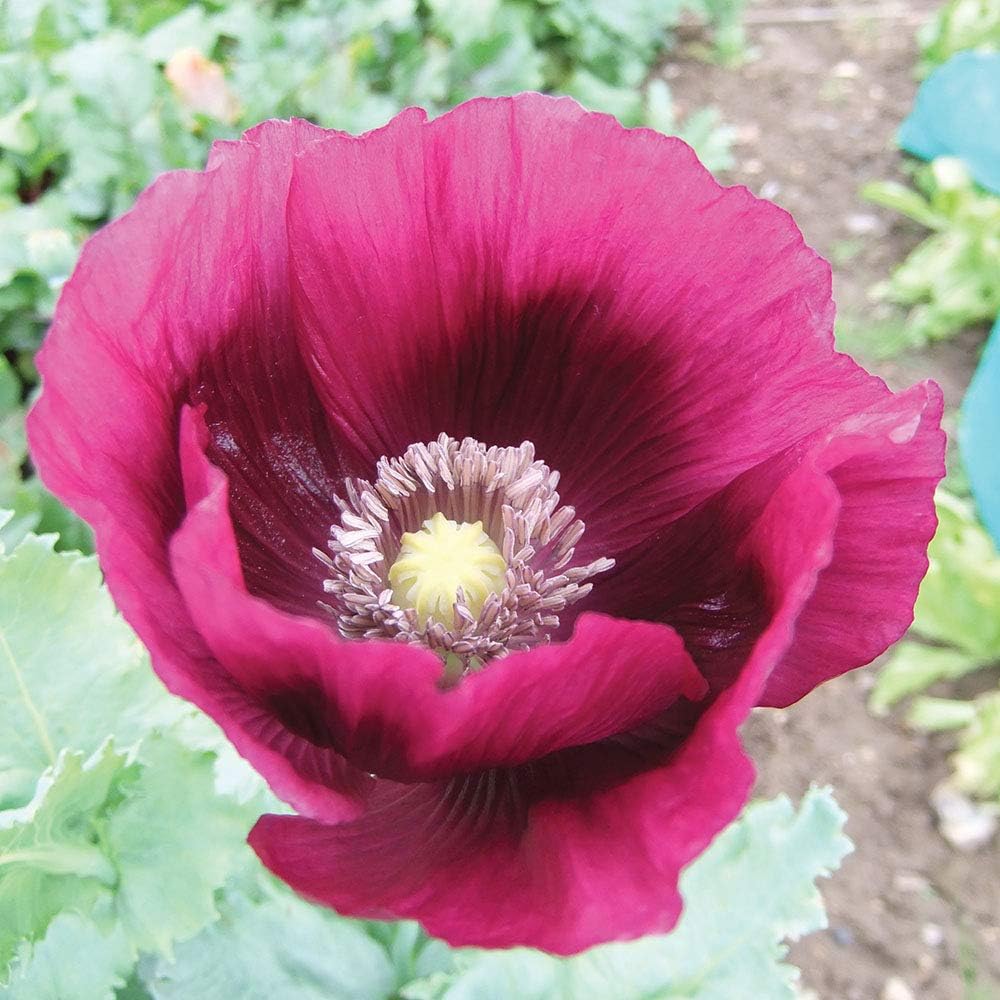 Kings Seeds - Papaver - Somniferum Laurens Grape - 500 Seeds