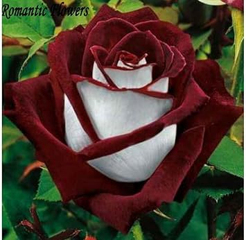 Amazon Com Mr Seeds Fresh Exotic Blood Red And White Roses