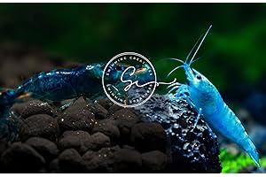 Swimming Creatures™ 5 Blue Velvet & 5 Blue Diamond Premium High-Grade Neocaridina Freshwater Aquarium Shrimp Live
