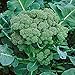 Broccoli Green Sprouting (Brassica Oleracea) Heirloom Great Vegetable 8,000 Seeds BULK Wholesale