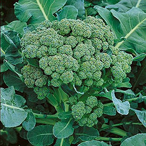 Broccoli Green Sprouting (Brassica Oleracea) Heirloom Great Vegetable 8,000 Seeds BULK Wholesale Broccoli Green Sprouting (Brassica Oleracea) Heirloom Great Vegetable 8,000 Seeds BULK Wholesale
