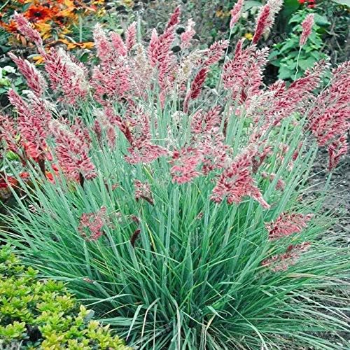 Ferry 100 Pcs/Bag Pennisetum Alopecuroides Bonsai Home Garden Ornamental Plant Genuine Purple Fountain Grass : 3