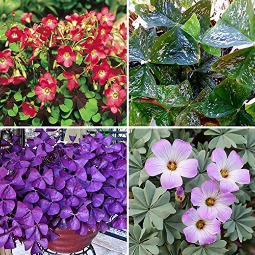 10 Pcs Shamrock Oxalis Triangularis Garden Plant Leaf Garden Flower Seeds