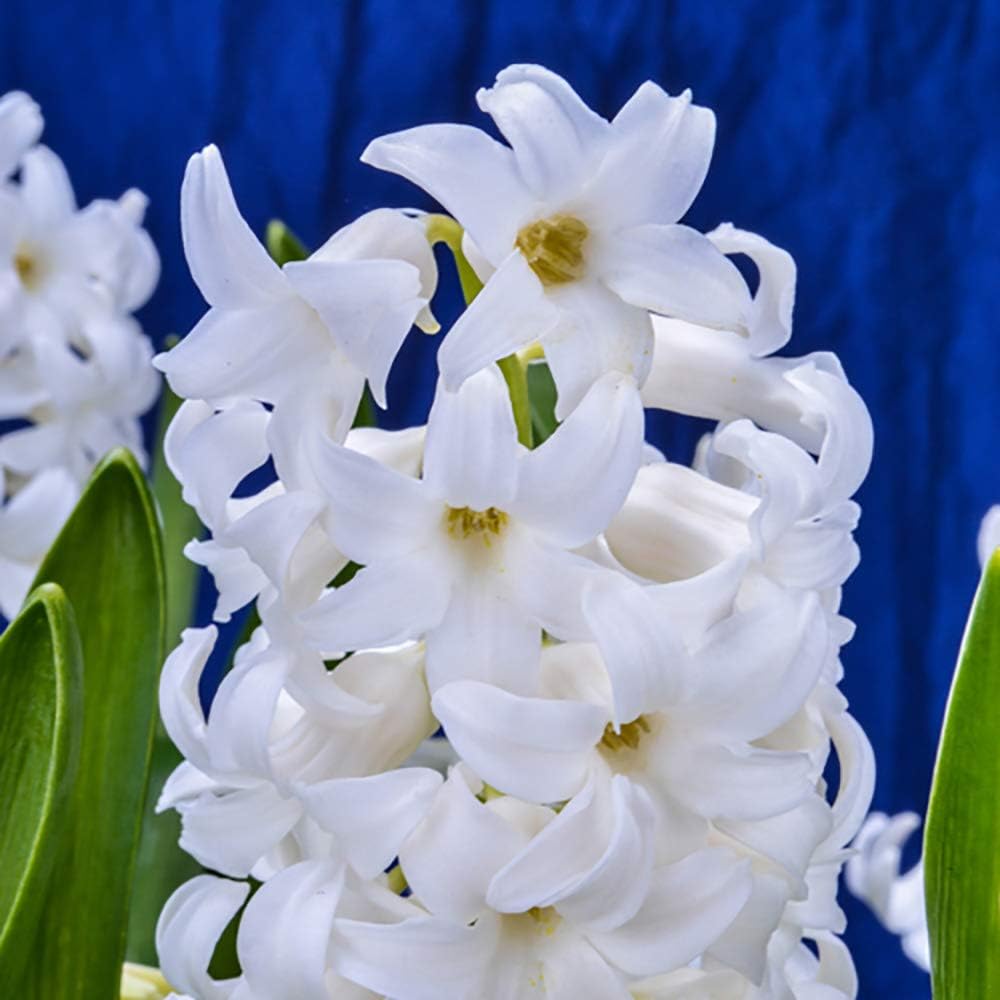 Spring Flowering White Hyacinth Bulbs Pack of 8 for Outdoor/Indoor