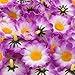 Topixdeals 100x Gerbera Daisy Flowers Heads for DIY Wedding Party (Purple with White)