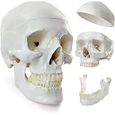 HADWYN 2026 New Human Skull Model, Life Size Medical Anatomy Anatomical Adult Model with Removable Skull Cap and Articulated Mandible, Full Set of Teeth
