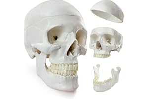 HADWYN 2025 New Human Skull Model, Life Size Medical Anatomy Anatomical Adult Model with Removable Skull Cap and Articulated Mandible, Full Set of Teeth