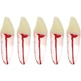 5Pcs Dental Root Canal Pulp Cavity Teeth Model Endodontic Practice RCT Typodont M8007 11# 14# 16# 21# 33# 34# 35# 36# 44# 45# Practicing Study Teach (5Pcs-M8007-33#)