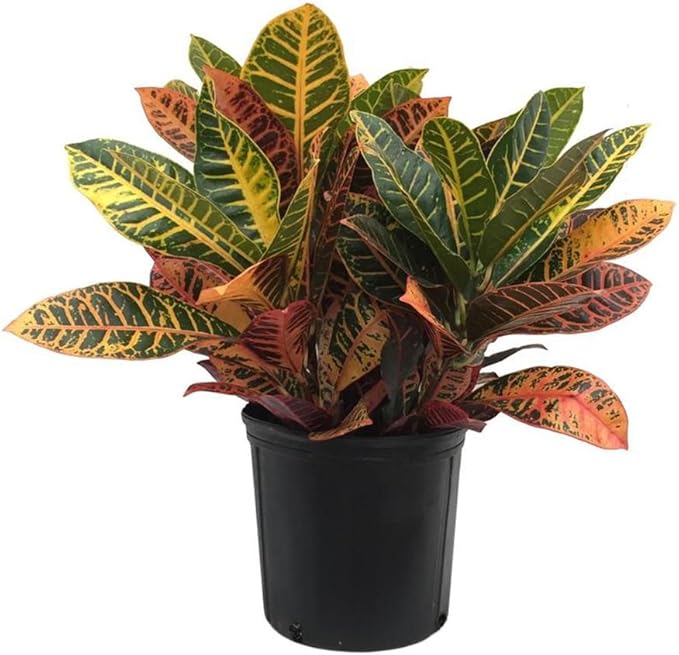 AMERICAN PLANT EXCHANGE Petra Croton Live