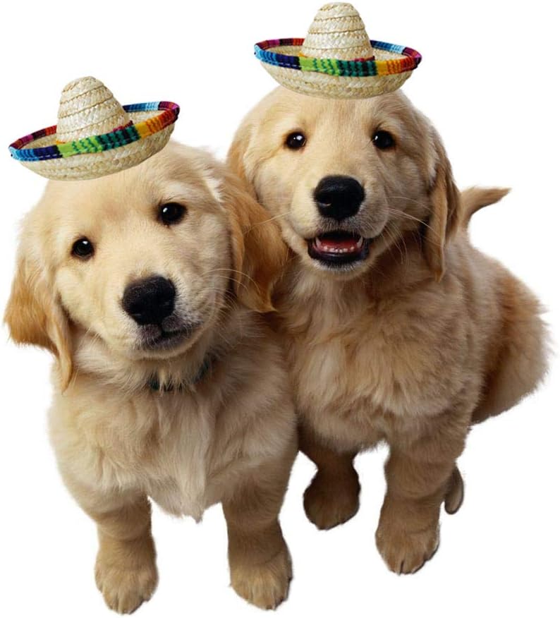 Natural Straw Mini Sombrero Mini Mexican hat,Tabletop Party Supplies,Fiesta Party Birthday Party Decorations Cinco de Mayo Party(Pack of 6): Clothing