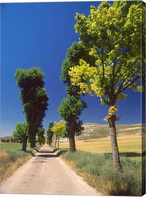 Amazon Com Pilgrimage Road El Camino De Santiago De Compostela