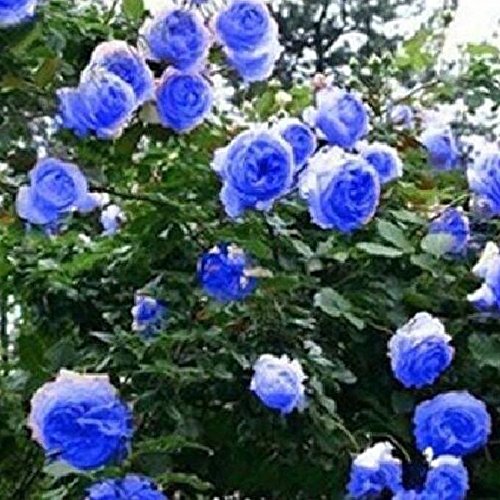 Blue climbing rose seeds